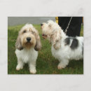 Search for griffon postcards Dog lover