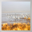 Search for bosque del apache posters Animal