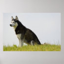 Search for siberian husky posters Alaskan malamute