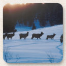 Search for herd coasters Nature