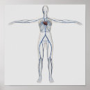 Search for circulatory system art 3d