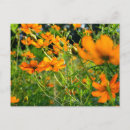 Search for alive postcards Nature