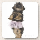 Search for poo barware Dog