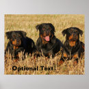 Search for rotty posters Puppies
