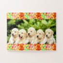 Search for golden retriever puppy puzzles Puppies