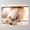 Search for pony posters Horse