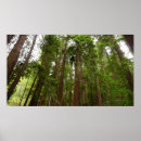 Search for muir woods art Nature