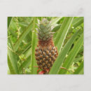 Search for wild fruit postcards Green