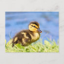 Search for park ducks postcards Water
