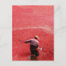Search for cranberries postcards Bog