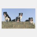 Search for collie dog stickers Border collie puppy