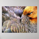 Search for wild duck posters Wildlife
