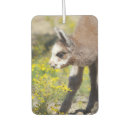 Search for alpaca car air fresheners Llama