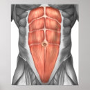 Search for ligaments posters Detail