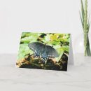 Search for wing photo cards Green