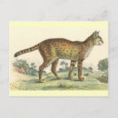 Search for wildcat postcards Cats