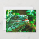 Search for iguana postcards Nature