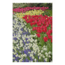 Search for grape hyacinth posters Garden