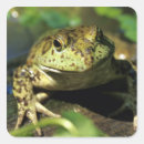 Search for aquatic animal stickers Amphibian