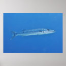 Search for barracuda art Underwater