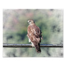Search for red tail hawk art Wildlife