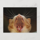 Search for yawn postcards Feline
