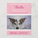 Search for pet announcement postcards Dog