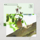 Search for backyard postcards Cardinal