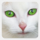 Search for green eye stickers Cat