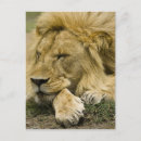 Search for masai mara postcards Panthera leo