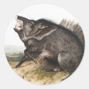 Search for wild boar stickers Wildlife