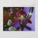 Search for lady slipper orchid postcards Tropical