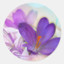Search for crocus stickers Purple