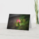 Search for rosebud cards Nature