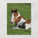 Search for vanner cards invites Foal