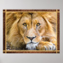 Search for lion face posters Big cat