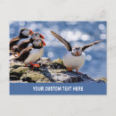 Search for puffin postcards Birds