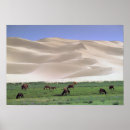 Search for gobi posters Animal