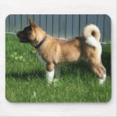 Search for akitas electronics Cute