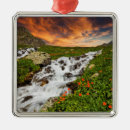 Search for poppy christmas tree decorations Nature