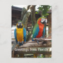 Search for macaw parrot postcards Bird