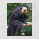 Search for monkey face postcards Animal