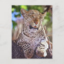Search for leopard cat postcards Panthera pardus