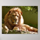 Search for lion portrait posters Predator