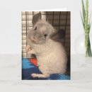 Search for chinchilla cards Adorable