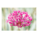 Search for allium art Nature