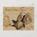 Search for burrowing postcards Birds