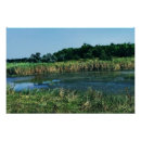 Search for ecology posters Forest