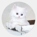 Search for persian kittens stickers Kitty