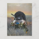 Search for barbets Pet